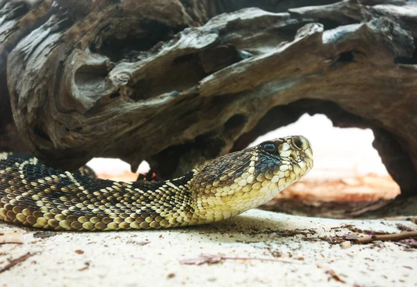 Východní diamondback chřestýš — Stock fotografie