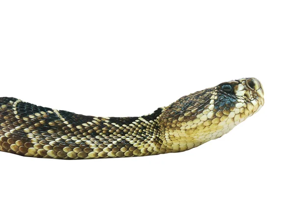 Eastern Diamondback rattlesnake on white — Stock Photo, Image