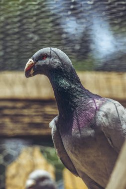 Uyarı bir tünek ahşap bir çatı içinde oturan erkek güvercin yarışı.
