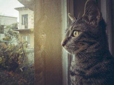 Gri tabby Avrupa kedi pencereden seyir yan yüzü.