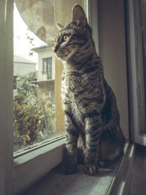 Meraklı gri tabby Avrupa kedi oturma pencere pervazına kapalı ve dışında arıyorsunuz.