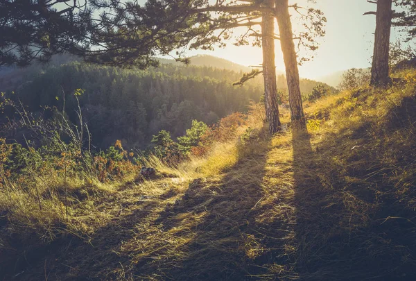 針葉樹林の夕日光影と 日の出のモミの木を通して輝く黄金色の太陽 — ストック写真