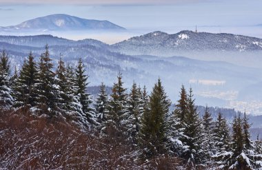 Kış sahne, karlı köknar ağacı orman, puslu vadilerde Piatra Mare dağ, Brasov County, Transilvanya, Romanya.