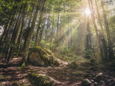 Sıcak yapraklara yaprak döken orman bitki örtüsü ile dağlarda parlayan ile doğal peyzaj.