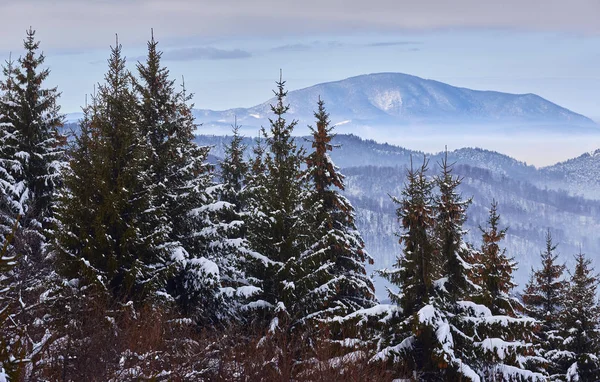 Winter Scenery Snowy Fir Tree Forest Hazy Valleys Piatra Mare — Stock Photo, Image