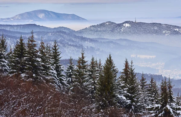 Zimowe Krajobrazy Snowy Jodła Las Drzewo Mgliste Doliny Górskie Piatra — Zdjęcie stockowe