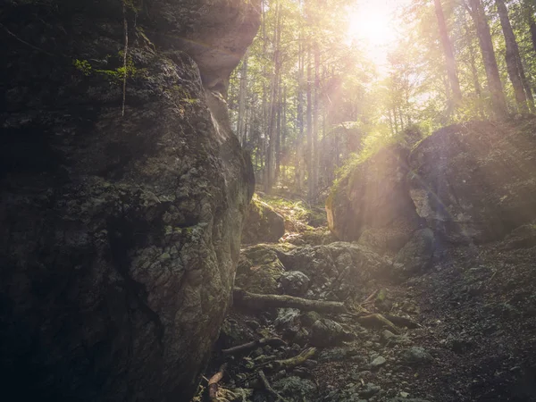 山の中を森に輝く暖かい太陽の光 — ストック写真