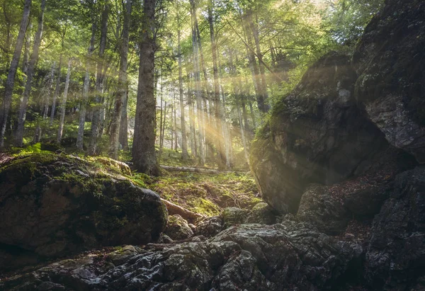 Beautiful Scenery Warm Morning Sun Rays Trees Deciduous Mountain Forest — Stock Photo, Image