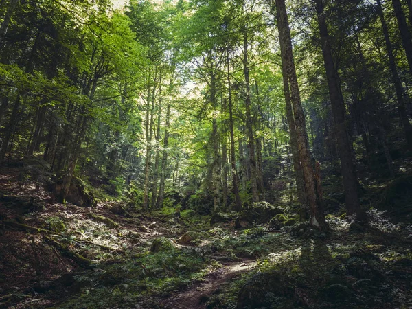 Green Sunny Glade Thick Deciduous Mountain Forest — ストック写真