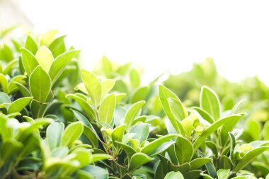 Doğal veya çevresel arkaplan veya doku için yeşil yaprak doğası.