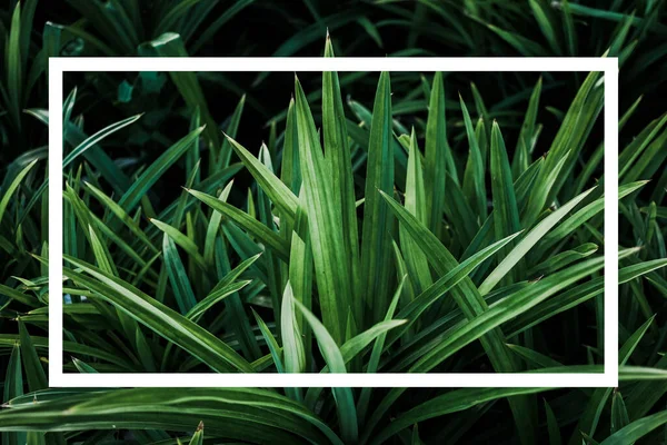 Природа Зеленых Листьев Белая Текстовая Рамка Представления Фона Текстуры Концепция — стоковое фото