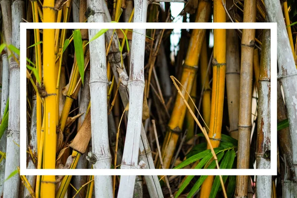 Gul Vit Bambu Med Grön Lövskog Japan Och Vit Textruta — Stockfoto