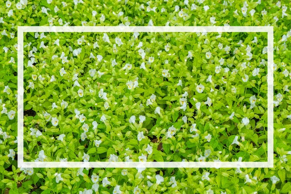 Białe Kwiaty Zielone Liście Kwitnące Ogrodzie Białe Pole Tekstowe Prezentacji — Zdjęcie stockowe
