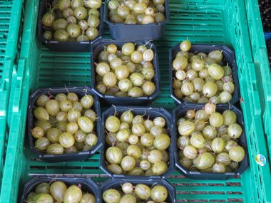 Oslo, Norveç - yaklaşık Ağustos 2017: Bektaşi üzümü (Ribes uva-crispa) meyve vejetaryen yemek Satılık