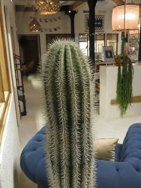 Madrid Spanje Circa Oktober 2017 Interieurs Met Cactus Bedektzadigen Eudicots — Stockfoto