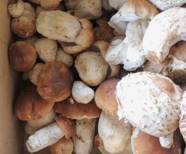 Boletus edulis namı diğer çörekler veya porcino veya sepsiyon mantarları.