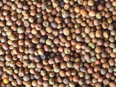 roveja vahşi bezelye (Pisum arvense) baklagiller sebze vejetaryen yemek
