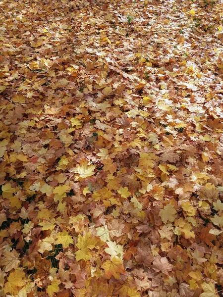 Folhas Outono Sicômoro Platanus Occidentalis Caíram Chão Útil Como Fundo — Fotografia de Stock