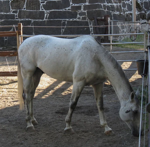 Sottospecie Equina Equus Ferus Caballus Equus Ferus Mammifero — Foto Stock