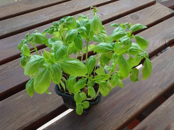 Bazylia Ocimum Basilicum Aka Bazylia Tajska Lub Słodka Bazylia — Zdjęcie stockowe