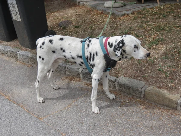 Cane Della Dalmazia Cane Domestico Aka Canis Lupus Familiaris Mammifero — Foto Stock