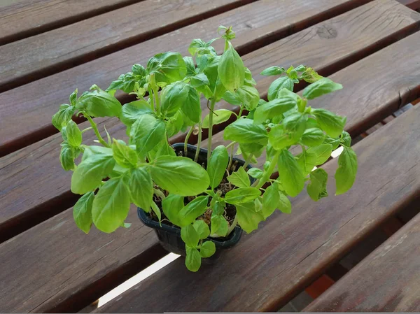 basil (Ocimum basilicum) aka Thai basil or sweet basil plant