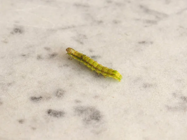 Altın Standart Spot Güve Chrysodeixis Chalcites Larva Beyaz Gri Mermer — Stok fotoğraf
