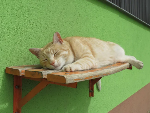 Animal Mamífero Doméstico Alaranjado Housecat Felis Catus Gato Tabby Que — Fotografia de Stock
