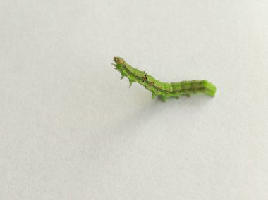 Altın standart-spot güve (Chrysodeixis chalcites) larva beyaz arka plan üzerinde