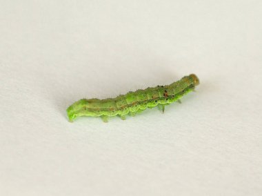 Altın standart-spot güve (Chrysodeixis chalcites) larva beyaz arka plan üzerinde