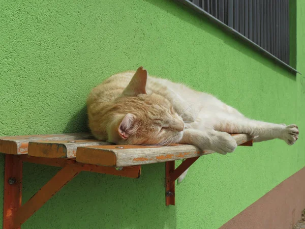 Animal Mamífero Doméstico Alaranjado Housecat Felis Catus Gato Tabby Que — Fotografia de Stock