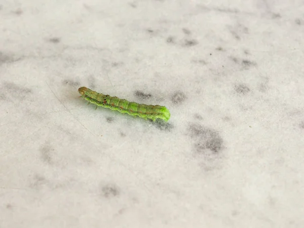 Altın Standart Spot Güve Chrysodeixis Chalcites Larva Beyaz Gri Mermer — Stok fotoğraf