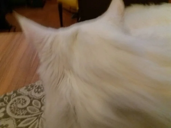 Nádherné Bílé Turecké Angory Kočka Dlouhými Vlasy Zelené Žluté Oříškové — Stock fotografie