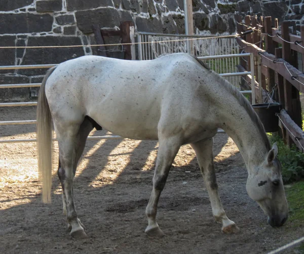 Sottospecie Equina Equus Ferus Caballus Equus Ferus Mammifero — Foto Stock