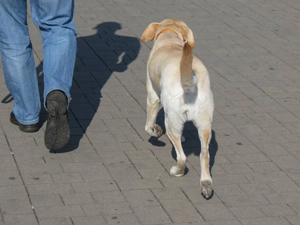 Hombre Con Perro Paseando Una Zona Urbana —  Fotos de Stock