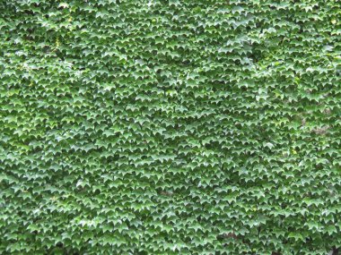 yeşil sarmaşık çit yüzey arka plan olarak yararlı