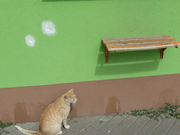橙色国产斑猫温顺 Catus 哺乳动物的墙和架子 — 图库照片