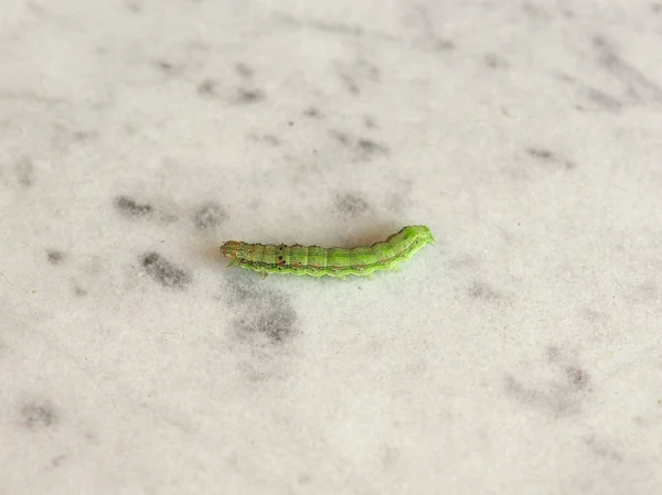 Altın Standart Spot Güve Chrysodeixis Chalcites Larva Beyaz Gri Mermer — Stok fotoğraf