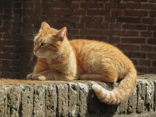 Simpatico Gatto Tabby Rosso Arancione — Foto Stock