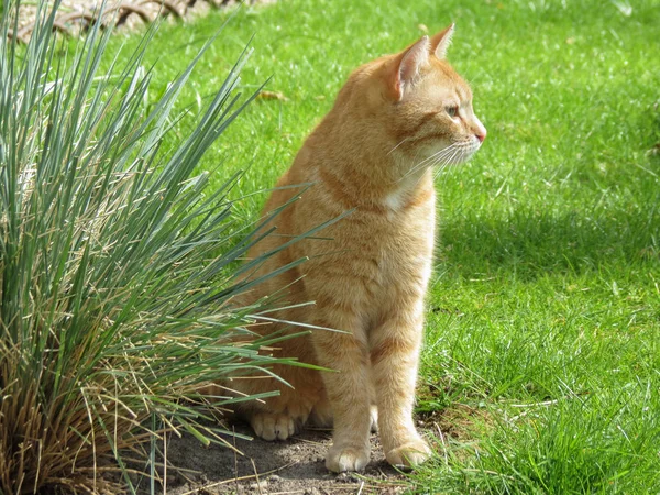 Simpatico Gatto Tabby Rosso Arancione — Foto Stock