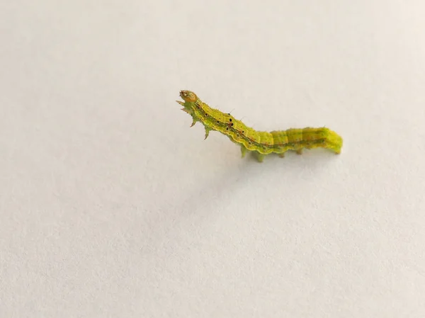 Golden Twin Spot Moth Chrysodeixis Chalcites Larva Sobre Fundo Branco — Fotografia de Stock