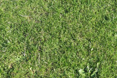 Yeşil çim çayır arka plan olarak yararlı