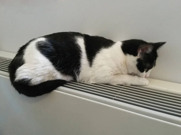 Schwarz Weiß Gestromte Katze Entspannt Auf Einem Warmen Heizkörper — Stockfoto