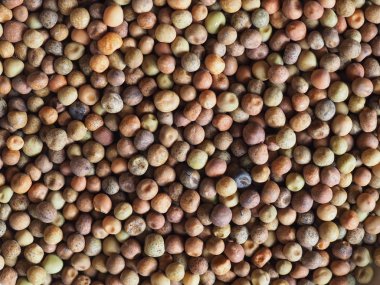 roveja vahşi bezelye (Pisum arvense) baklagiller sebze vejetaryen yemek