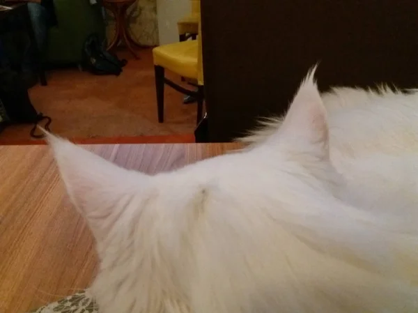 長い髪 緑の黄色ヘーゼル色の目 ピンクの鼻 長い毛耳 長いひげの豪華な白ターキッシュ アンゴラ猫を静かに見つめて — ストック写真