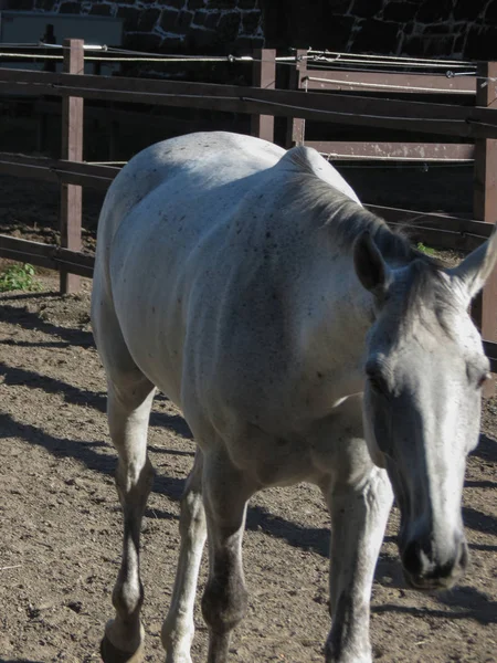 Sottospecie Equina Equus Ferus Caballus Equus Ferus Mammifero — Foto Stock