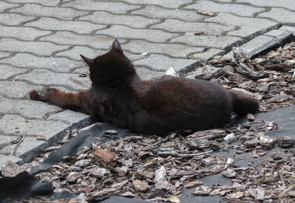 Černá Kočka Domácí Domestikované Protiútočit Aka Felis Catus Nebo Felis — Stock fotografie