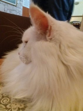 Uzun saçlı, yeşil sarı ela gözlü, pembe burunlu, uzun tüylü kulakları ve uzun bıyık, muhteşem bir beyaz Türk Angora kedi sessizce bakarken