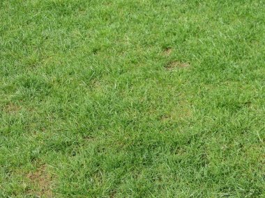 yeşil çayır çimenleri arka plan olarak kullanışlıdır