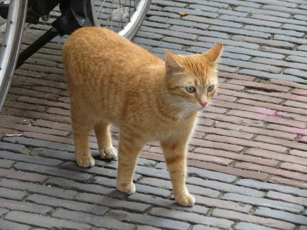 Gato Bonito Vermelho Laranja Tabby — Fotografia de Stock